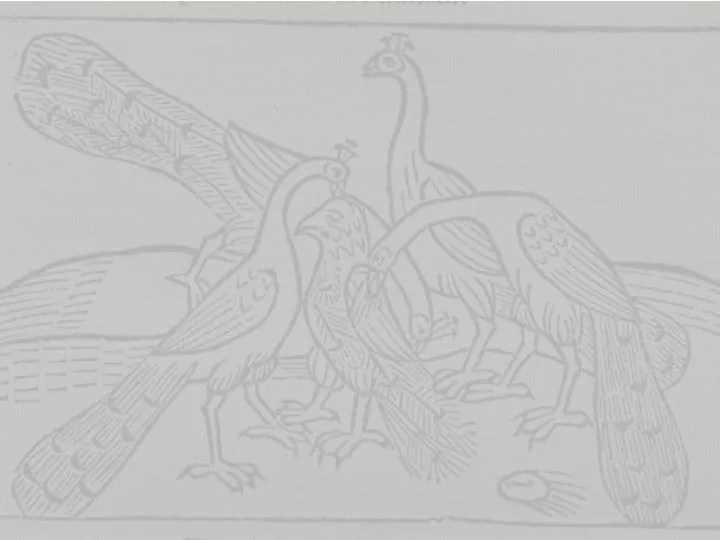 PPT Graculus superbus et pavo PowerPoint Presentation, free download