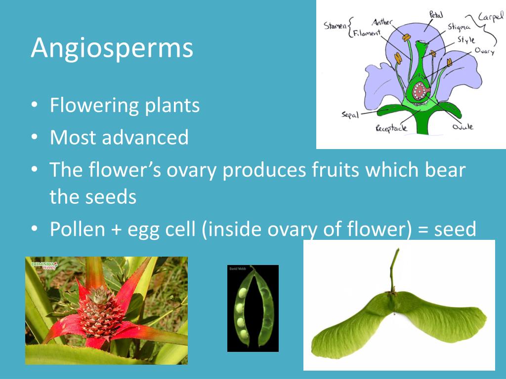 PPT Diversity of Living Things PowerPoint Presentation, free download