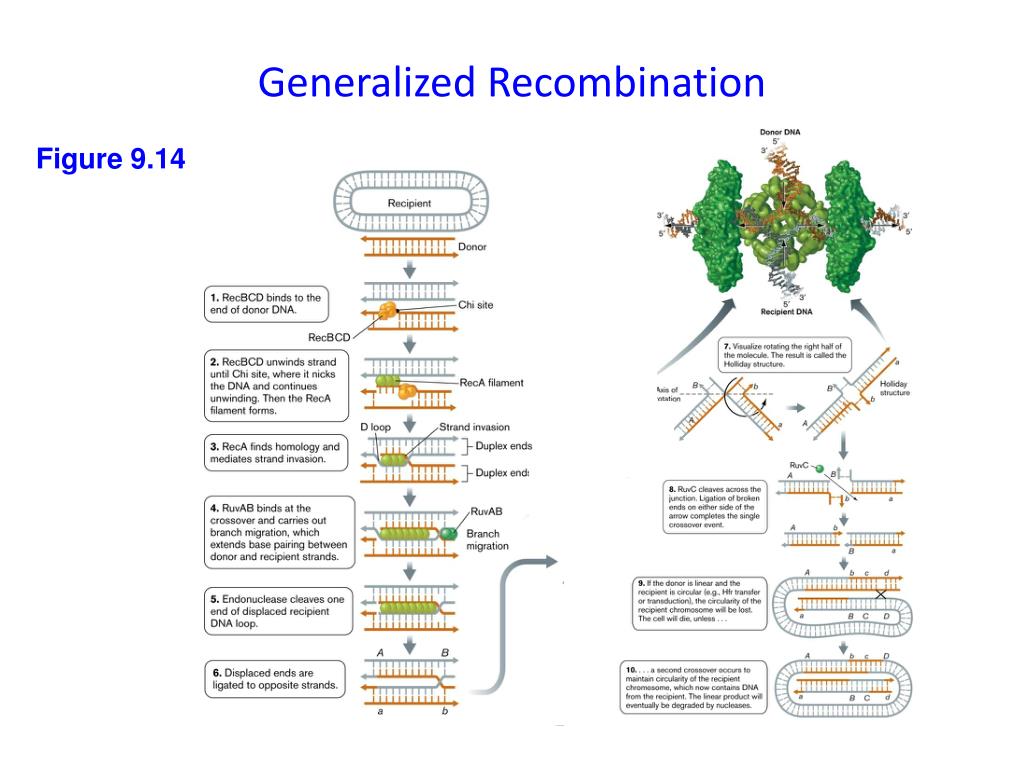 PPT Bacterial PowerPoint Presentation, free download ID