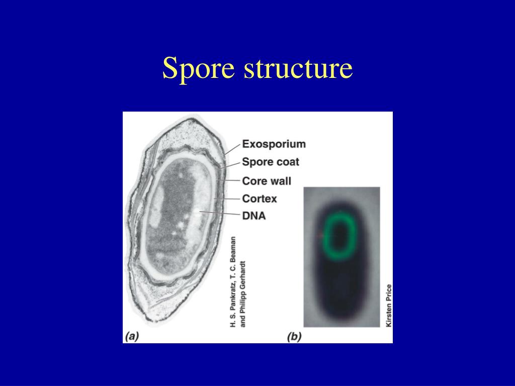 PPT Chapter 4 Part 4 PowerPoint Presentation, free download ID1928056