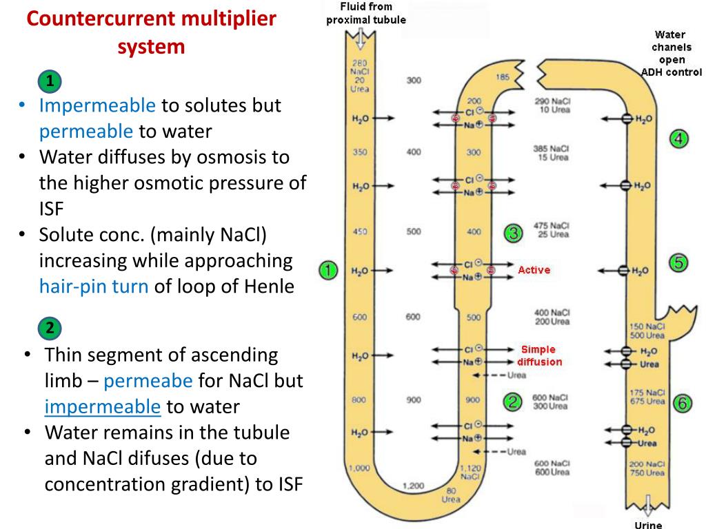 Countercurrent Mechanism Kidney Kidney Failure Disease
