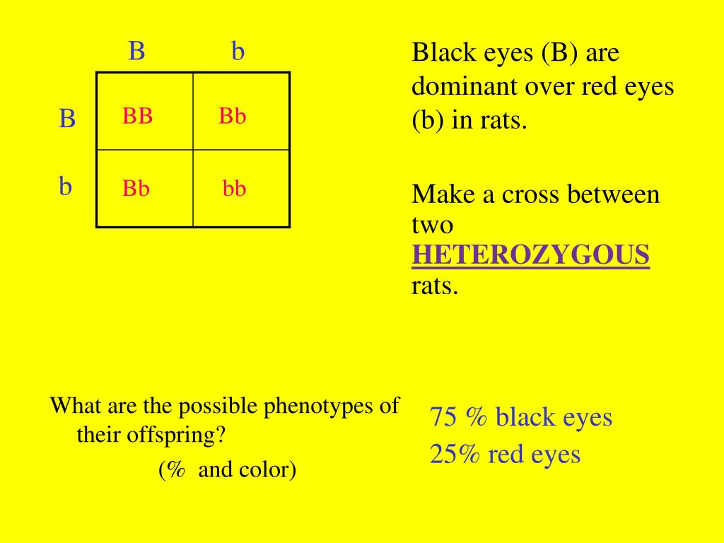 PPT IAN PAGE 91 Dominant & Recessive Alleles PowerPoint Presentation