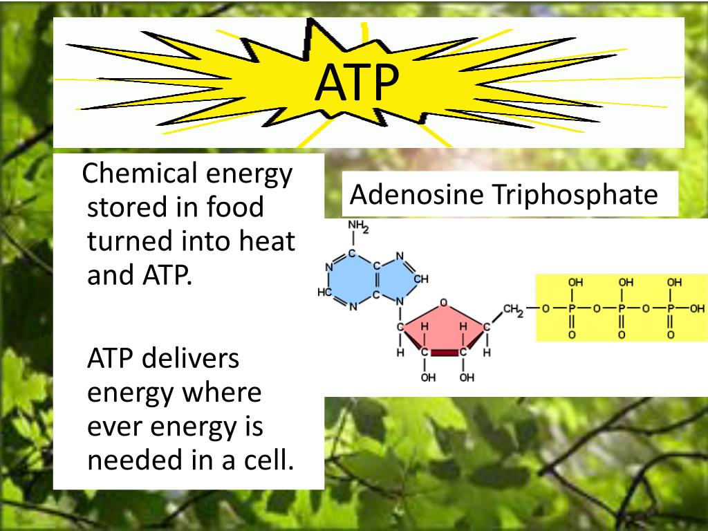PPT The Sun The Primary Source of Energy for All Living Things