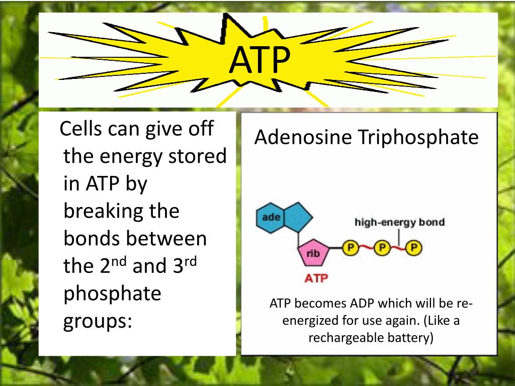 PPT The Sun The Primary Source of Energy for All Living Things