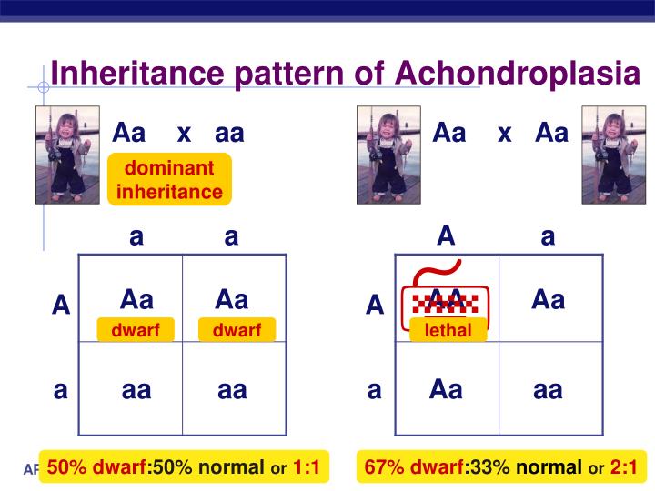 PPT Beyond Mendel’s Laws of Inheritance PowerPoint Presentation ID