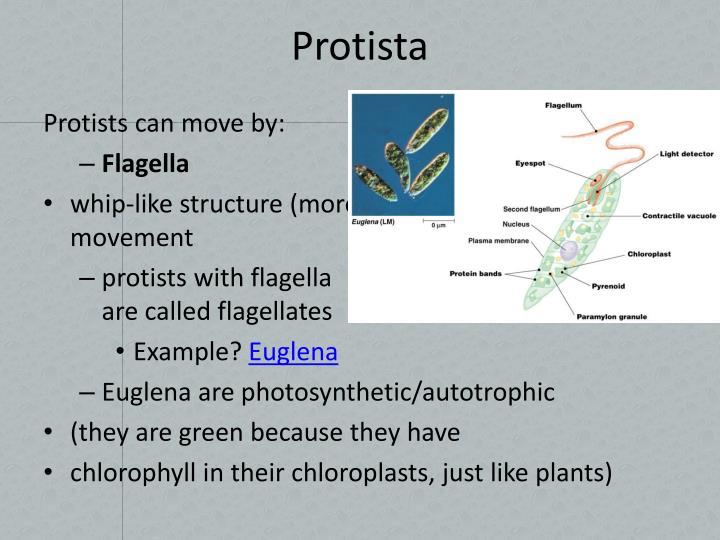PPT kingdom Protista PowerPoint Presentation ID1931698