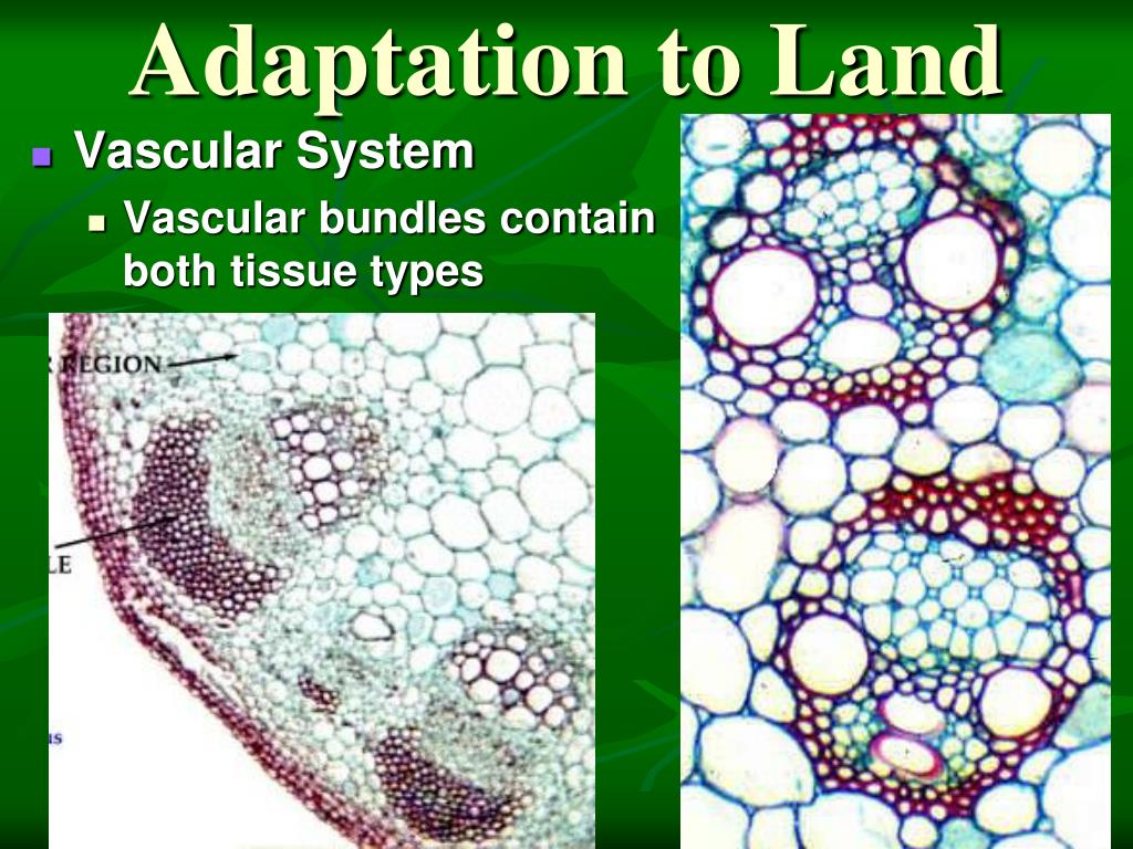 PPT BOTANY PowerPoint Presentation, free download ID1931718