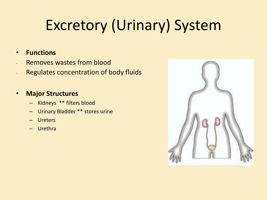 PPT Endocrine System PowerPoint Presentation, free download ID1932083