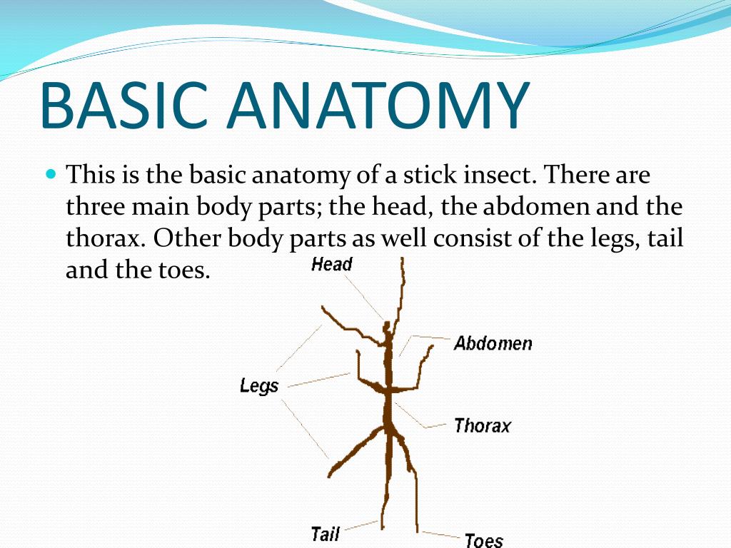PPT STICK INSECTS! PowerPoint Presentation, free download ID1933138