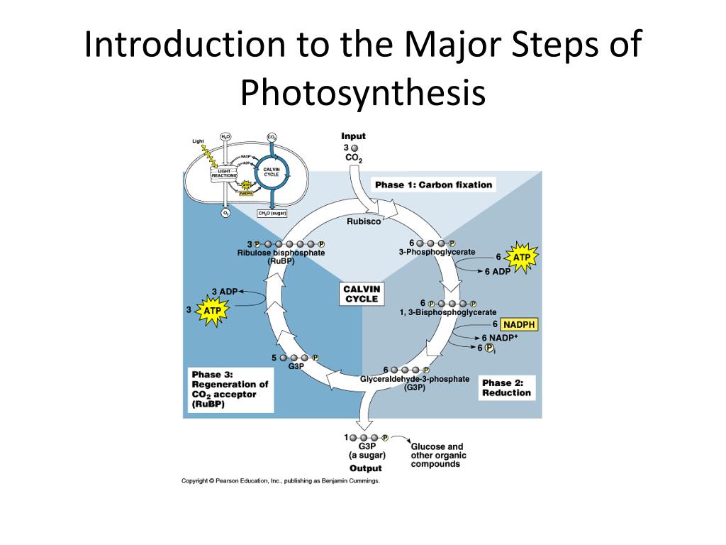 PPT Photosynthesis PowerPoint Presentation, free download ID1933160