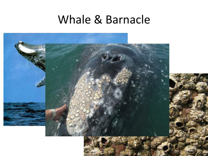 PPT An organisms role in its environment… PowerPoint