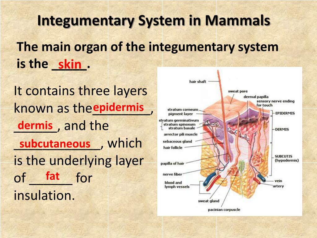 PPT DEFENSE Integumentary , Immune and Lymphatic Systems PowerPoint