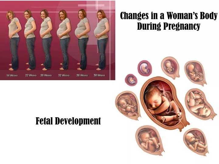 PPT Changes in a Woman’s Body During Pregnancy PowerPoint