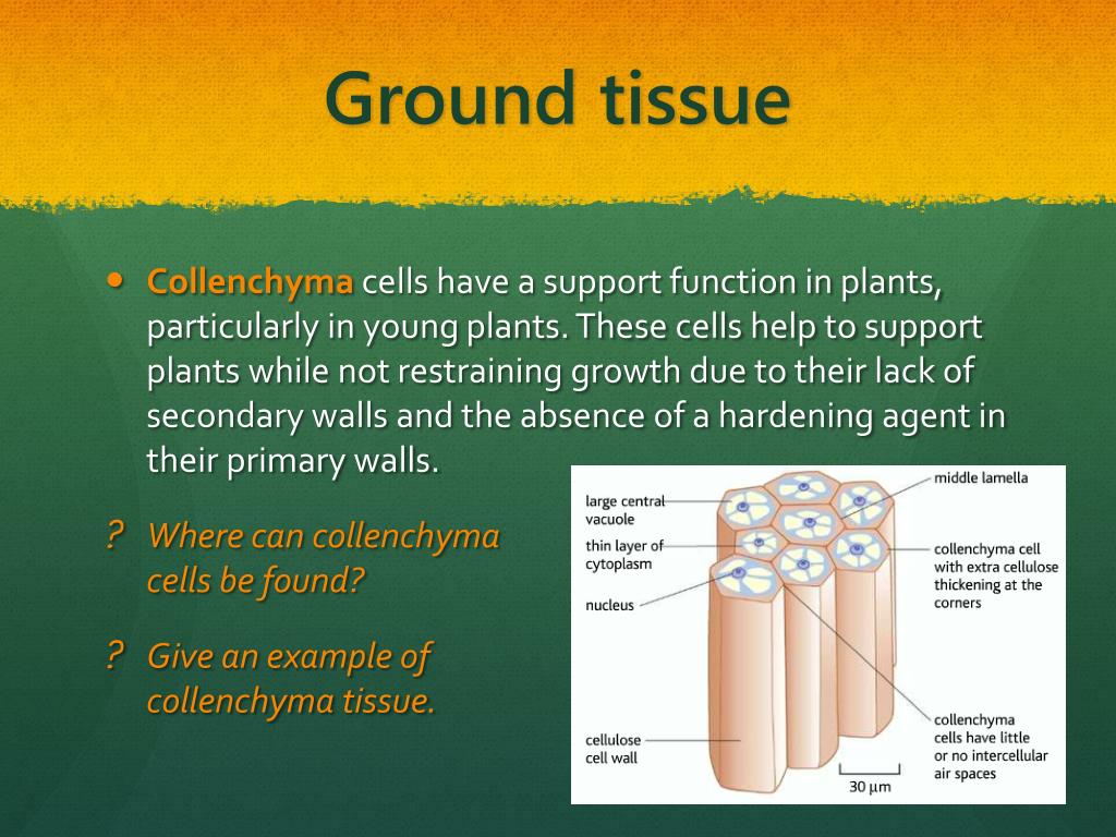 PPT Plant tissue systems PowerPoint Presentation, free