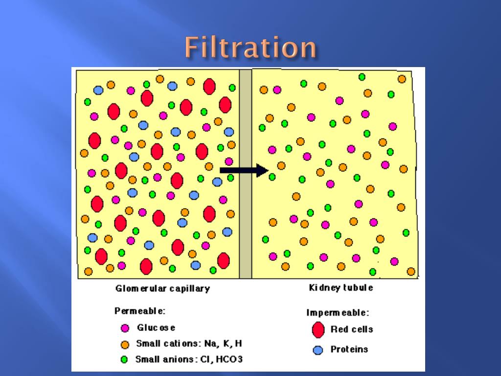 PPT CELLS & TISSUES Chapter 3 Pgs. 4259 PowerPoint Presentation