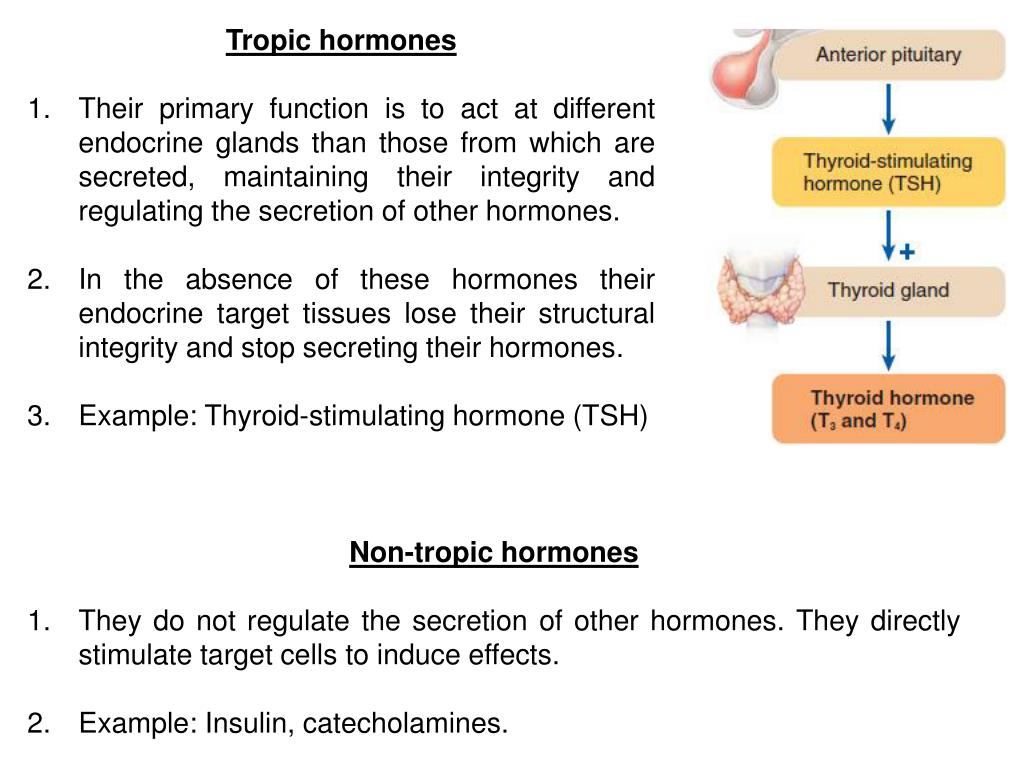 PPT ENDOCRINE SYSTEM PowerPoint Presentation, free download ID1935603