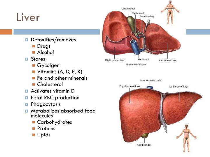 PPT Digestion PowerPoint Presentation ID1936113