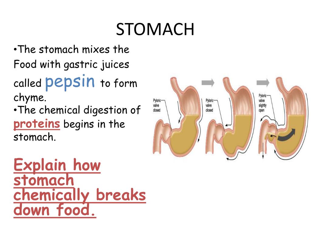 PPT Mechanical vs. chemical digestion PowerPoint Presentation, free