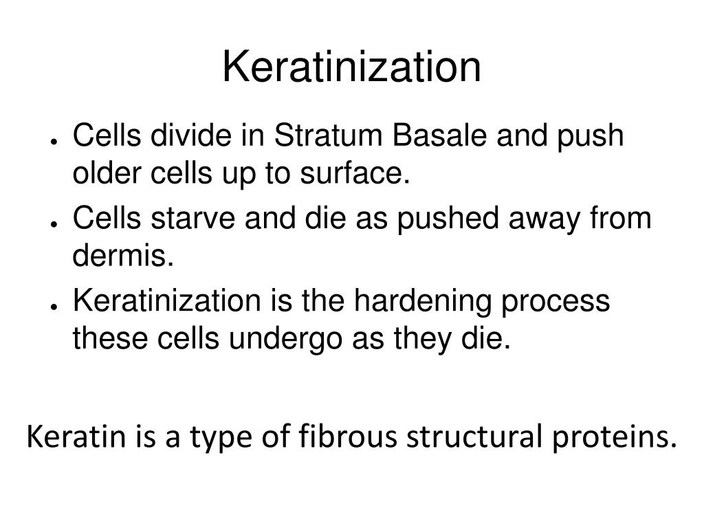 PPT Integumentary System PowerPoint Presentation, free download ID