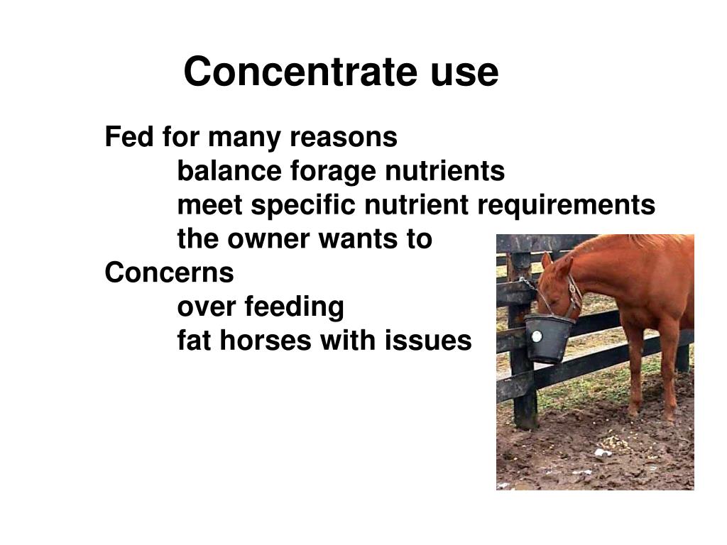 PPT Horse Nutrition PowerPoint Presentation, free download ID1937992