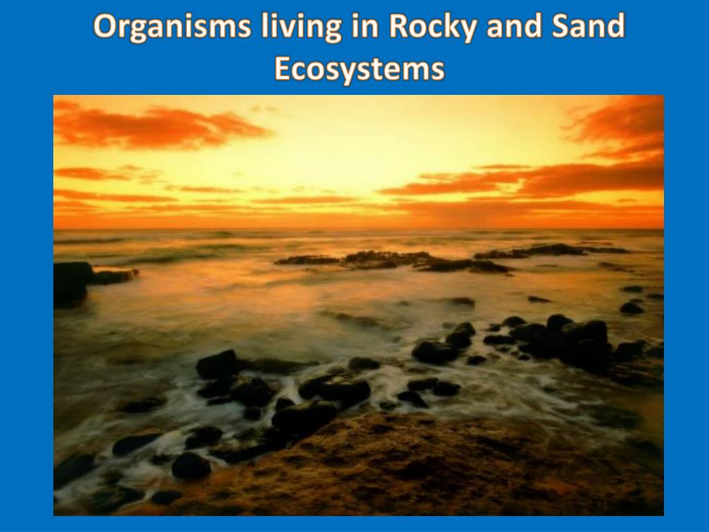 PPT Organisms living in Rocky and Sand Ecosystems PowerPoint