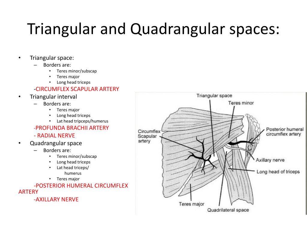 PPT Scapular, Parascapular and P ectoralis Flaps PowerPoint
