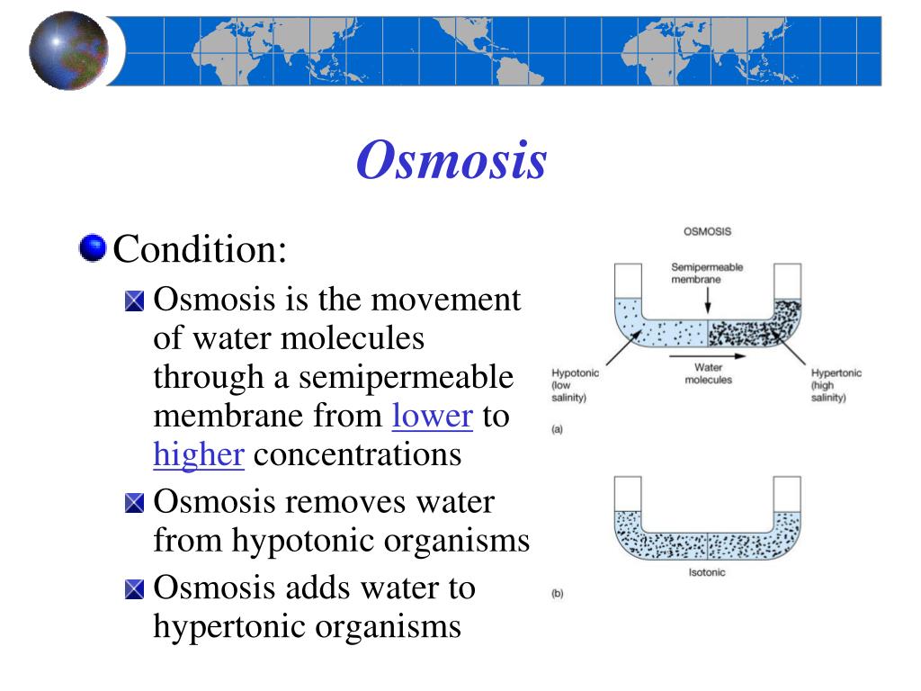 PPT Unit 11 The Marine Environment PowerPoint Presentation, free download ID1939488