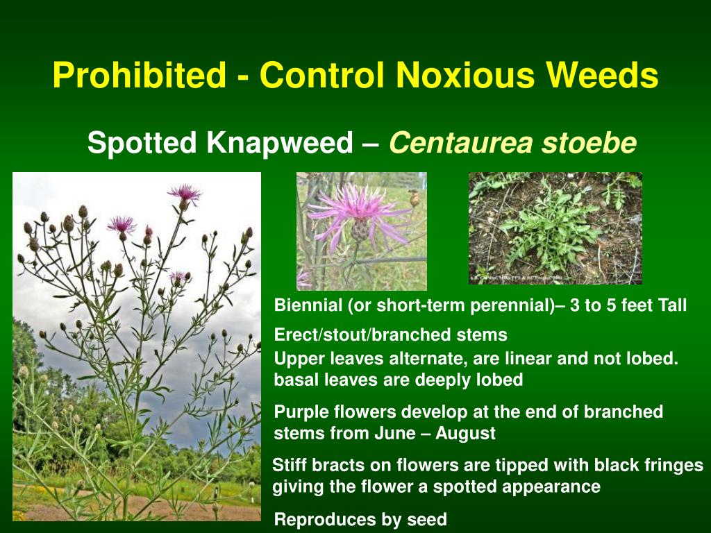 PPT The Minnesota Noxious Weed Lists By Category PowerPoint