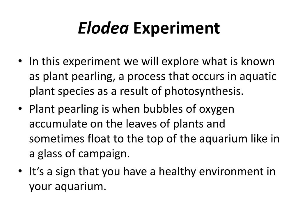 PPT - Photosynthesis PowerPoint Presentation, free download - ID:1940644