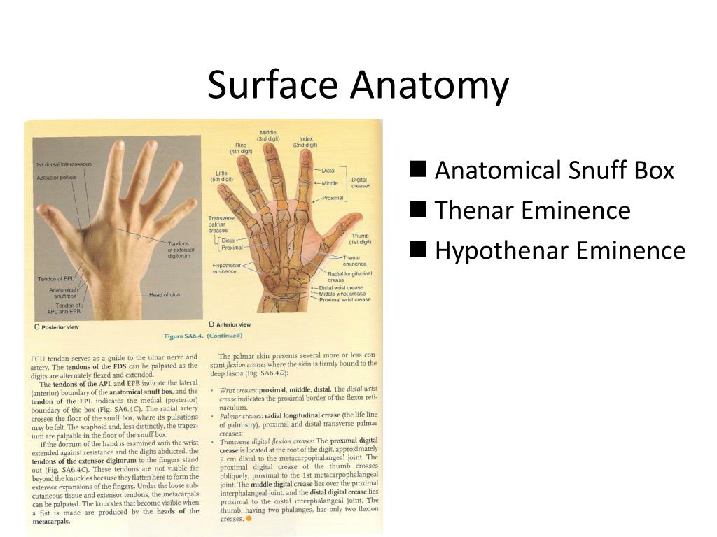 PPT HUMEROULNAR/ELBOW JOINT & HAND PowerPoint