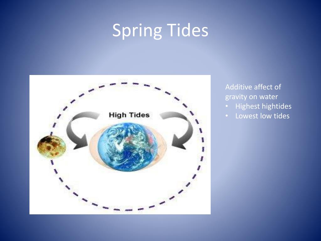 PPT Ocean Waves & Tides PowerPoint Presentation, free download ID