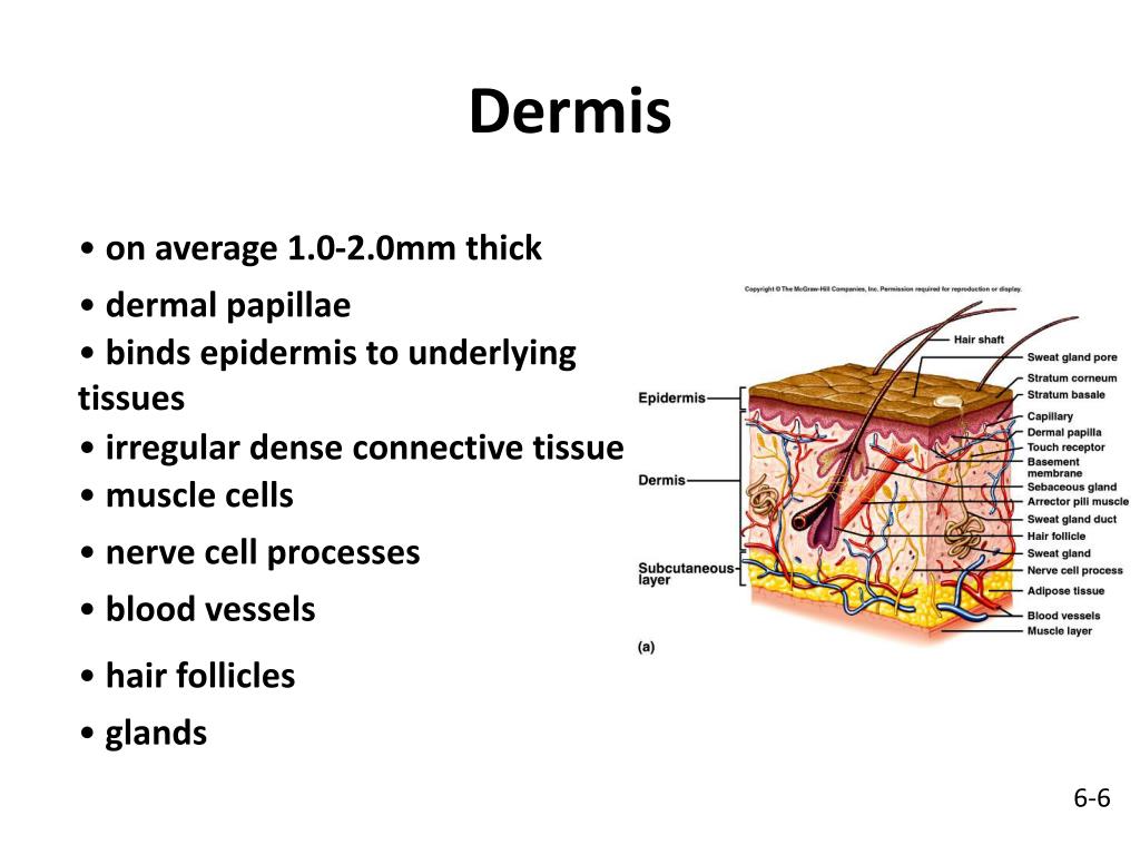 PPT Chapter 5 Skin and the Integumentary System PowerPoint