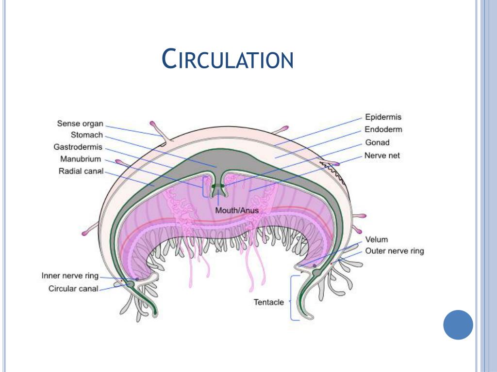 PPT Cnidaria PowerPoint Presentation, free download ID1946564
