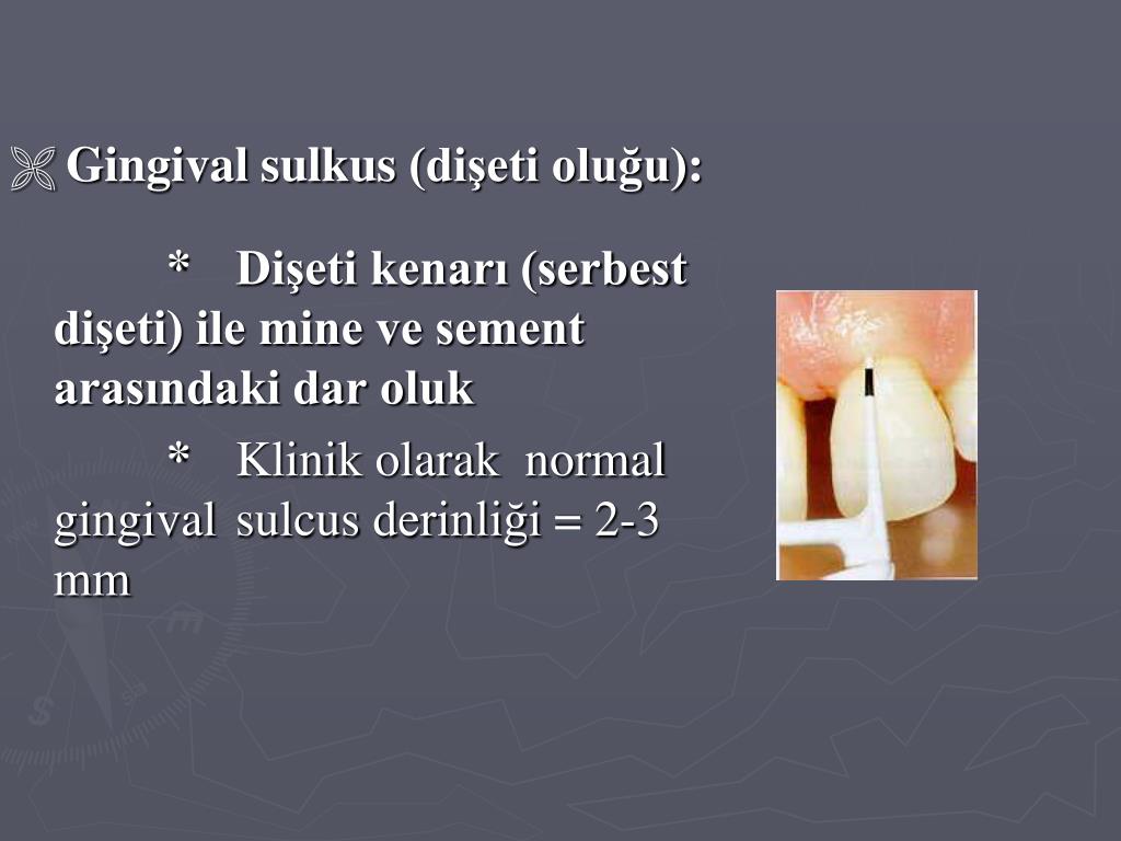 PPT Periodontal Anatomi PowerPoint Presentation, free download ID