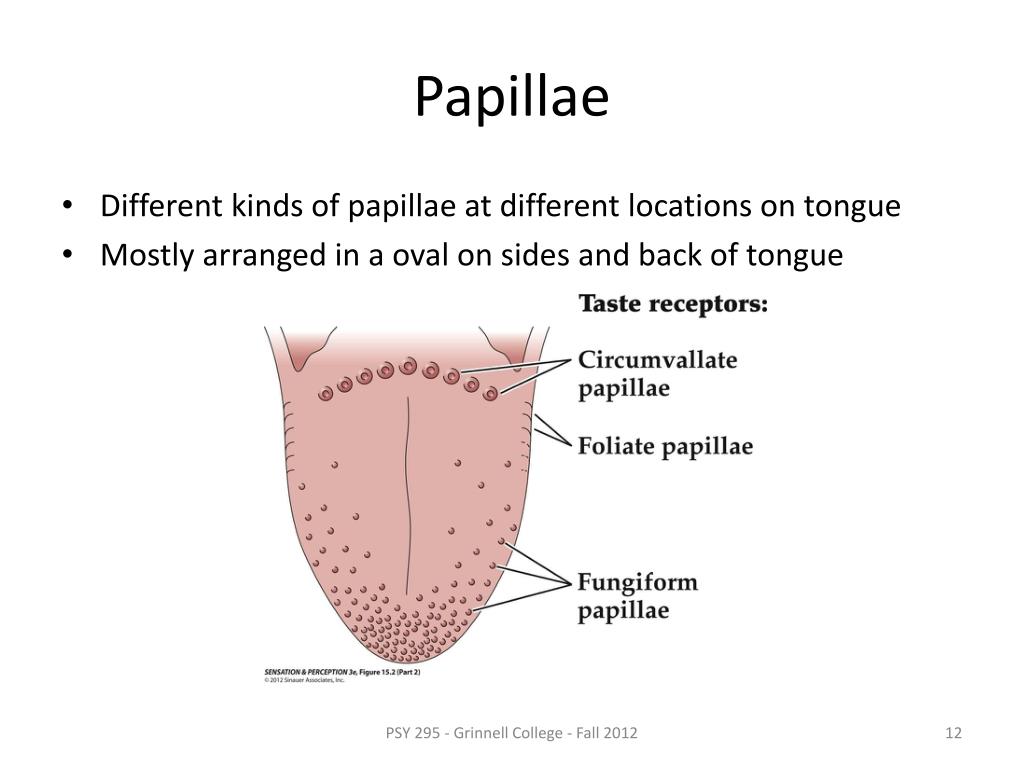 PPT Taste PowerPoint Presentation, free download ID1947080