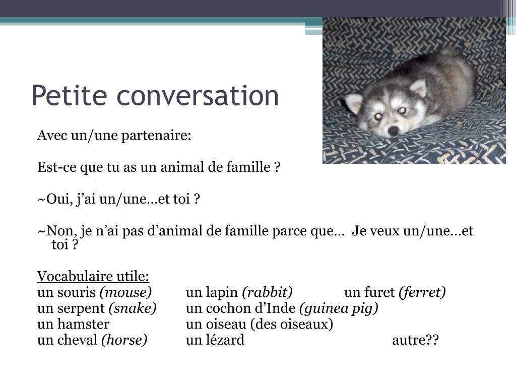 PPT Les animaux domestiques PowerPoint Presentation, free download