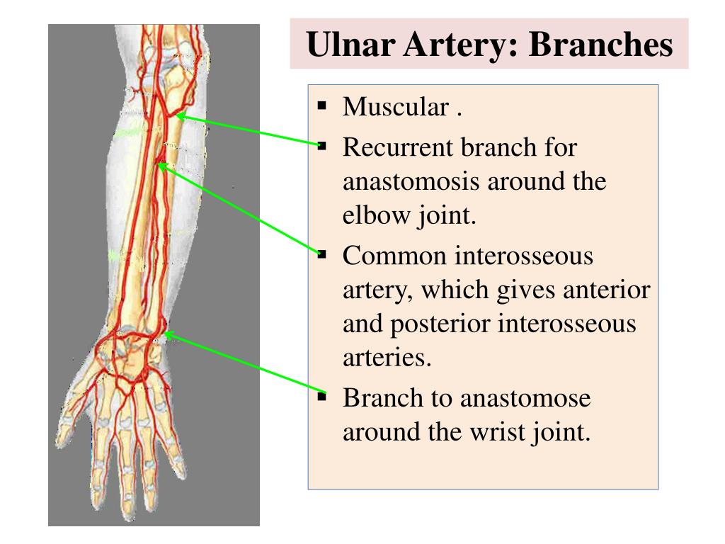 PPT Vascular Anatomy of the upper limb PowerPoint