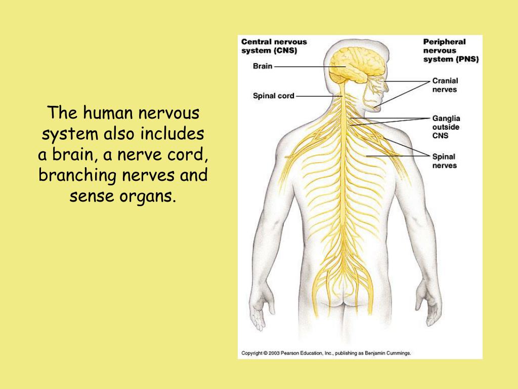 PPT The Nervous System List as many words you can think about having