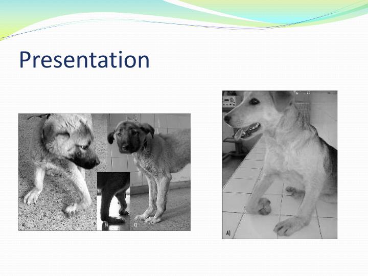 PPT Canine Carpal Laxity Syndrome PowerPoint Presentation ID1949166