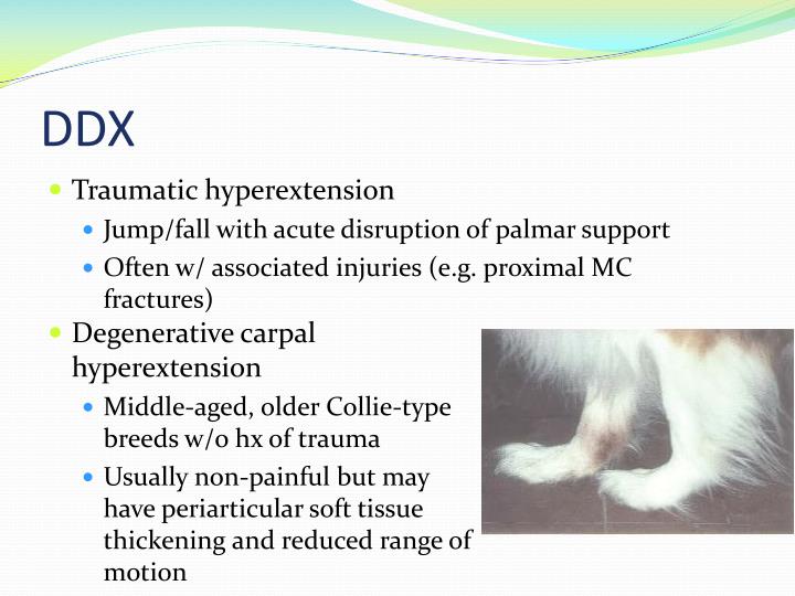 PPT Canine Carpal Laxity Syndrome PowerPoint Presentation ID1949166
