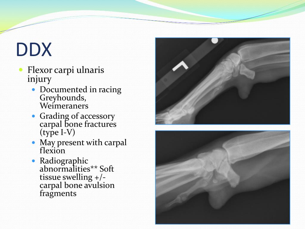 PPT Canine Carpal Laxity Syndrome PowerPoint Presentation, free download ID1949166