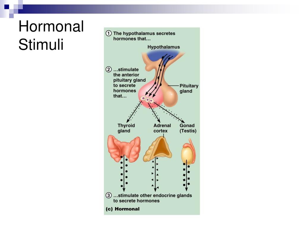 PPT The Endocrine System PowerPoint Presentation, free download ID