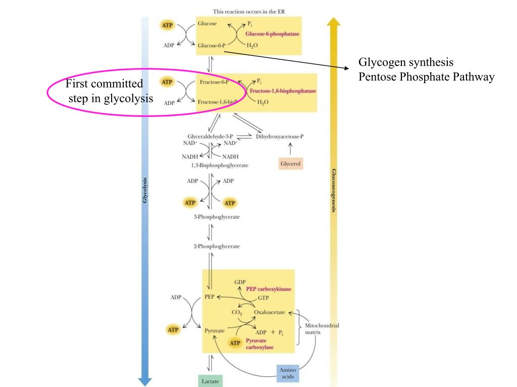 PPT Integration of Metabolism PowerPoint Presentation, free download