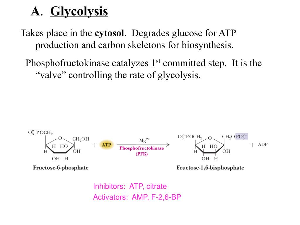 PPT Integration of Metabolism PowerPoint Presentation, free download