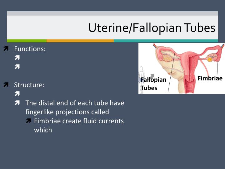 PPT Female Reproductive System PowerPoint Presentation ID1951701