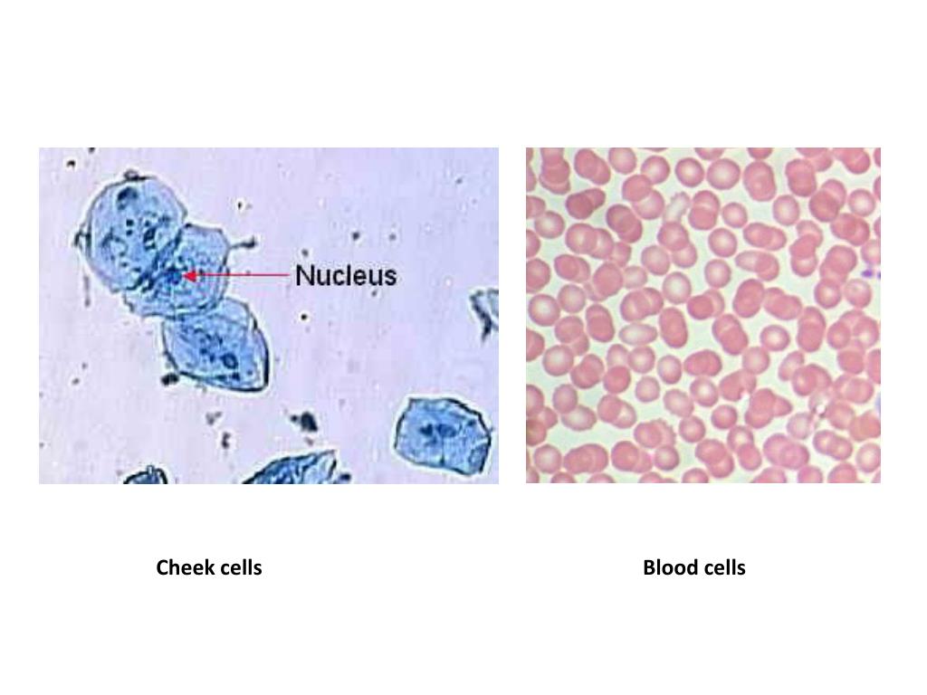 PPT Cheek cells PowerPoint Presentation, free download ID1951969