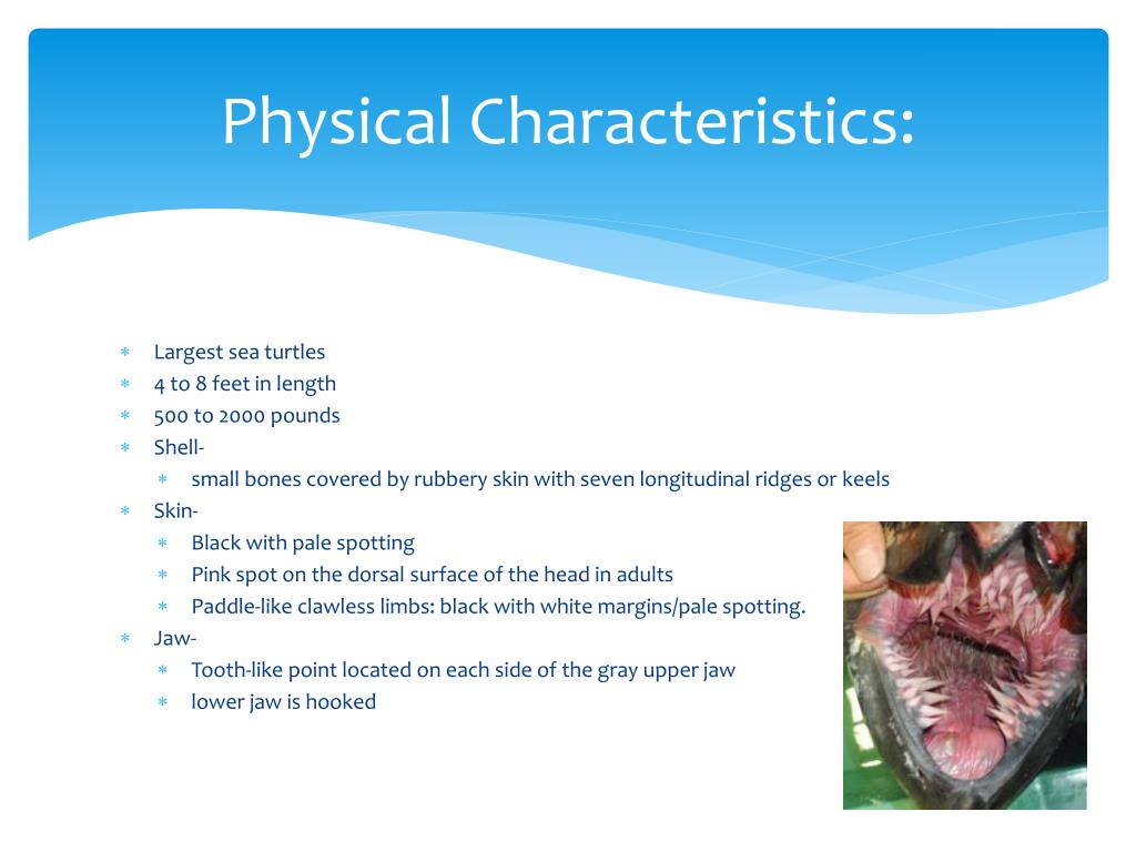 PPT Leatherback Sea Turtle Dermochelys coriacea PowerPoint