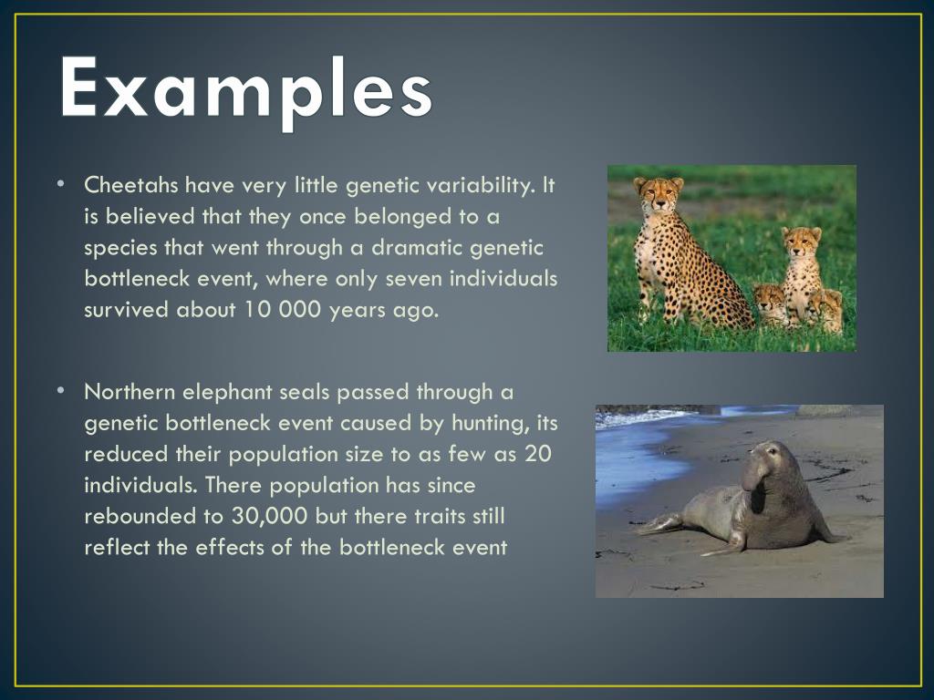 PPT Bottlenecks and Founder Effects PowerPoint Presentation, free