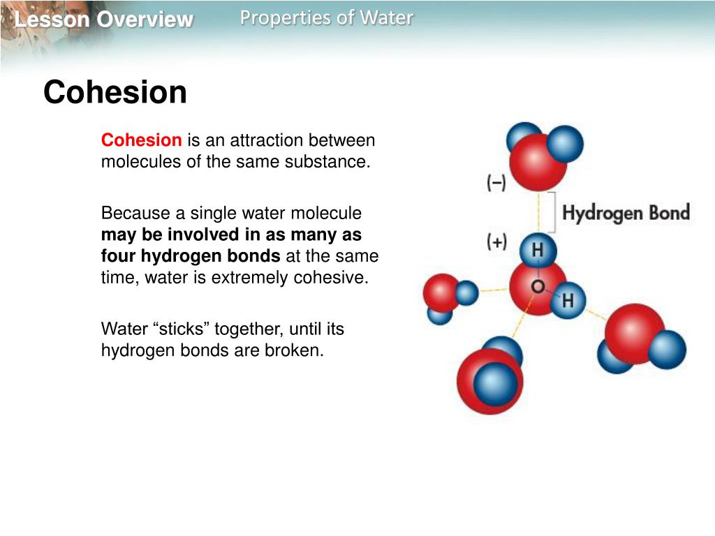 PPT WATER, H 2 0 PowerPoint Presentation, free download ID1957755