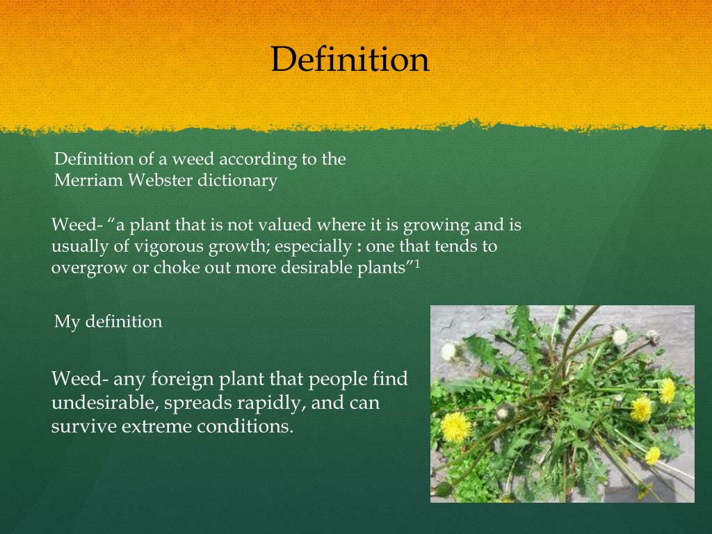 PPT Weeds A Matter of Perspective PowerPoint Presentation, free